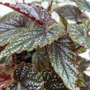 6" pot begonia 'corallina' live houseplant for sale, vigorous upright branching canes with bold white-spotted angel wing leaves, vivid green coloring with copper undertones beneath, cascading flower clusters in warm pink-red tones, classic bohemian indoor accent for sunlit rooms and bright corners, an impressive and memorable gift for any plant lover
