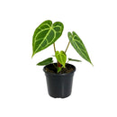 buy anthurium crystallinum live plant 2" pot online, deep green velvety cordate leaves with bold white crystalline veins and a luxurious matte finish, narrow self-heading epiphyte thriving in bright filtered light and high humidity, stunning as a floor plant or in a glass terrarium cabinet, a truly special and rare gift for devoted plant collectors