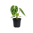 buy anthurium crystallinum live plant 2" pot online, deep green velvety cordate leaves with bold white crystalline veins and a luxurious matte finish, narrow self-heading epiphyte thriving in bright filtered light and high humidity, stunning as a floor plant or in a glass terrarium cabinet, a truly special and rare gift for devoted plant collectors