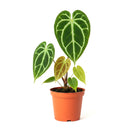 buy anthurium crystallinum live plant 2" pot online, deep green velvety cordate leaves with bold white crystalline veins and a luxurious matte finish, narrow self-heading epiphyte thriving in bright filtered light and high humidity, stunning as a floor plant or in a glass terrarium cabinet, a truly special and rare gift for devoted plant collectors