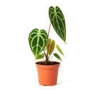 buy anthurium crystallinum live plant 2" pot online, deep green velvety cordate leaves with bold white crystalline veins and a luxurious matte finish, narrow self-heading epiphyte thriving in bright filtered light and high humidity, stunning as a floor plant or in a glass terrarium cabinet, a truly special and rare gift for devoted plant collectors