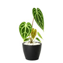 buy anthurium crystallinum live plant 2" pot online, deep green velvety cordate leaves with bold white crystalline veins and a luxurious matte finish, narrow self-heading epiphyte thriving in bright filtered light and high humidity, stunning as a floor plant or in a glass terrarium cabinet, a truly special and rare gift for devoted plant collectors