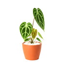 buy anthurium crystallinum live plant 2" pot online, deep green velvety cordate leaves with bold white crystalline veins and a luxurious matte finish, narrow self-heading epiphyte thriving in bright filtered light and high humidity, stunning as a floor plant or in a glass terrarium cabinet, a truly special and rare gift for devoted plant collectors