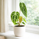 buy anthurium crystallinum live plant 2" pot online, deep green velvety cordate leaves with bold white crystalline veins and a luxurious matte finish, narrow self-heading epiphyte thriving in bright filtered light and high humidity, stunning as a floor plant or in a glass terrarium cabinet, a truly special and rare gift for devoted plant collectors