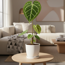 buy anthurium crystallinum live plant 2" pot online, deep green velvety cordate leaves with bold white crystalline veins and a luxurious matte finish, narrow self-heading epiphyte thriving in bright filtered light and high humidity, stunning as a floor plant or in a glass terrarium cabinet, a truly special and rare gift for devoted plant collectors