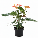 6" pot anthurium 'orange' live plant for sale, richly colored orange modified leaf spathe, thick lustrous foliage, upright arching growth habit, long-lasting exotic flower display, bright indirect light care requirement, brings a lush tropical ambiance to offices and living spaces, a beautiful and lasting gift for any occasion
