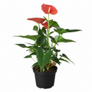 6" pot anthurium 'pink' live houseplant for sale, vivid pink waxy spathe with contrasting green glossy foliage, flamingo flower classic hybrid, epiphytic tropical grower, steady slow to medium growth rate, thrives in warm humid rooms, bold architectural living room focal point, a luxurious gift for any plant lover