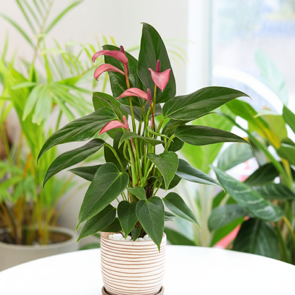 anthurium purple houseplant Anthurium Purple