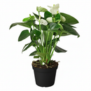 6" pot anthurium 'white' live houseplant for sale, striking white waxy bract with smooth erect spadix, rich deep-green leathery foliage, year-round bloomer from the anthurium andraeanum hybrid group, toxin-filtering nasa clean air plant, gorgeous focal point for contemporary interior spaces, thoughtful and lasting gift for plant enthusiasts