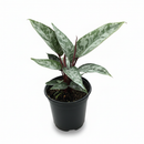 Buy Apoballis Purple Sword live plant 4 inch grower pot, Rare Silver and purple variegated plants for home office decoration