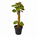 4 inch Aralia Fabian Stump Polyscias Scutellaria, 4 inch live plants, live indoor plants, live houseplants for sale, buy live plants online