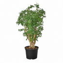 6 inch Aralia Ming Stump Plant, feng shui houseplants, live plants for sale, large houseplants for office decoration, gift for plant lovers