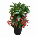 Ardisia 'Red' Live Plant in 4 inch pink decorative pot, Coral Berry (Ardisia crenata), Glossy Evergreen Shrub with Vibrant Red Berries, Festive holiday plants
