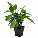 Ardisia 'Red' Live Plant in 4 inch pink decorative pot, Coral Berry (Ardisia crenata), Glossy Evergreen Shrub with Vibrant Red Berries, Festive holiday plants