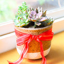 rosette succulents, colorful succulents, stunning succulent arrangement for home and office decor, random succulents in cement planters