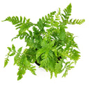 6" pot autumn' fern live houseplant for sale, stunning seasonal color display from burnt-copper new growth to glossy dark green maturity, broad triangular frond shape with fine leaf detail, vase-shaped fountain silhouette perfect for floor display, adaptable to indoor terrariums and shaded outdoor containers, a versatile woodland-inspired accent plant for any living space, an ideal gift for beginners and experienced growers alike