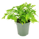 6" pot autumn' fern live houseplant for sale, stunning seasonal color display from burnt-copper new growth to glossy dark green maturity, broad triangular frond shape with fine leaf detail, vase-shaped fountain silhouette perfect for floor display, adaptable to indoor terrariums and shaded outdoor containers, a versatile woodland-inspired accent plant for any living space, an ideal gift for beginners and experienced growers alike