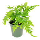 6" pot autumn' fern live houseplant for sale, stunning seasonal color display from burnt-copper new growth to glossy dark green maturity, broad triangular frond shape with fine leaf detail, vase-shaped fountain silhouette perfect for floor display, adaptable to indoor terrariums and shaded outdoor containers, a versatile woodland-inspired accent plant for any living space, an ideal gift for beginners and experienced growers alike