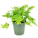 6" pot autumn' fern live houseplant for sale, stunning seasonal color display from burnt-copper new growth to glossy dark green maturity, broad triangular frond shape with fine leaf detail, vase-shaped fountain silhouette perfect for floor display, adaptable to indoor terrariums and shaded outdoor containers, a versatile woodland-inspired accent plant for any living space, an ideal gift for beginners and experienced growers alike