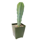 4 inch Blue Candle CACTUS live cactus for sale, chunky ribbed blue-green column with black central spines, fast-growing candelabrum shape, non-toxic and pet-safe according to aspca, striking statement plant for contemporary or bohemian indoor spaces, a rare collector plant and unforgettable gift