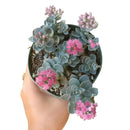 Buy an 8-pack of 4" live plants online. Choose eight plants of your choice to create a lush and diverse collection in 4" pots. Perfect for filling larger spaces, decorating your home or office, and growing your plant collection.