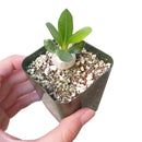 buy pachypodium brevicaule live succulent 2 inch plastic pot online, sculptural rock-like caudex with silvery grey texture, small leathery deciduous leaves on branch tips, wide-spreading flat growth habit, sun-loving and drought tolerant, a bold architectural accent for bright indoor spaces, an unforgettable gift for the serious plant collector