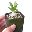 buy pachypodium brevicaule live succulent 2 inch plastic pot online, sculptural rock-like caudex with silvery grey texture, small leathery deciduous leaves on branch tips, wide-spreading flat growth habit, sun-loving and drought tolerant, a bold architectural accent for bright indoor spaces, an unforgettable gift for the serious plant collector