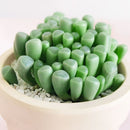 Baby Toes - Fenestraria rhopalophylla