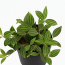 4" pot peperomia 'angulata' live houseplant for sale, dense beetle-striped leaf clusters, wiry trailing vine form, forest green tones with lighter stripe detail, thrives in humid kitchens and bathrooms, geometric tropical decor statement, meaningful gift for any occasion