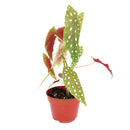 Begonia Maculata, Polka Dot Begonia, Angel Wing Plant, Spotted Begonia, Colorful Foliage Houseplant, angel wing-shaped plants, Exotic Houseplants