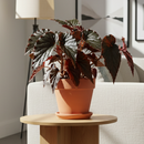 6" pot begonia 'black magic' live plant for sale, near-black glossy cane-type foliage, pebbled dotted leaf surface, compact upright habit, tropical humidity-loving indoor plant, elegant dark accent for modern home decor, striking gift for begonia enthusiasts and collectors