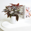 6" pot begonia 'corallina' live houseplant for sale, vigorous upright branching canes with bold white-spotted angel wing leaves, vivid green coloring with copper undertones beneath, cascading flower clusters in warm pink-red tones, classic bohemian indoor accent for sunlit rooms and bright corners, an impressive and memorable gift for any plant lover