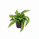 buy fern 'bird's nest hurricane' live houseplant 2" pot online, vibrant glossy green spiraling fronds, thick leathery texture, tightly swirled hurricane growth habit, beginner friendly air purifying indoor fern, narrow compact grower ideal for desks or terrariums, a unique and memorable gift for plant parents