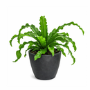 6" pot bird's nest 'victoria' fern live houseplant for sale, broad wavy fronds with prominent midrib and glossy surface, compact tropical rosette form, air purifying and pet friendly, ideal for shelves or floor planters in humid spaces, a beautiful gift for any plant lover