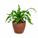 6" pot bird's nest 'victoria' fern live houseplant for sale, broad wavy fronds with prominent midrib and glossy surface, compact tropical rosette form, air purifying and pet friendly, ideal for shelves or floor planters in humid spaces, a beautiful gift for any plant lover