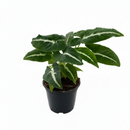 buy Syngonium wendlandii 'Black Velvet' live houseplant 4" pot online, slender pointed velvety dark green leaves with bold contrasting white stripe, slow-growing compact tropical vine with trailing habit, captivating collector-grade aroid with luxurious leaf texture, adaptable to indoor shelves, terrariums, or hanging pots, dramatic focal point plant with forest-dark foliage tones, a beautiful and rare gift for houseplant enthusiasts and aroid lovers
