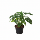 buy Syngonium wendlandii 'Black Velvet' live houseplant 4" pot online, slender pointed velvety dark green leaves with bold contrasting white stripe, slow-growing compact tropical vine with trailing habit, captivating collector-grade aroid with luxurious leaf texture, adaptable to indoor shelves, terrariums, or hanging pots, dramatic focal point plant with forest-dark foliage tones, a beautiful and rare gift for houseplant enthusiasts and aroid lovers