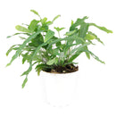 buy blue star fern live houseplant 4" pot nursery pot online, distinctive cool blue-gray fronds with a soft almost velvety surface, gracefully arching lobed leaves growing from a spreading central base, suitable for terrariums hanging planters or decorative pots, humidity loving and non-toxic for pets and kids, adds a tropical bohemian charm to any interior, a versatile and thoughtful gift for any plant lover