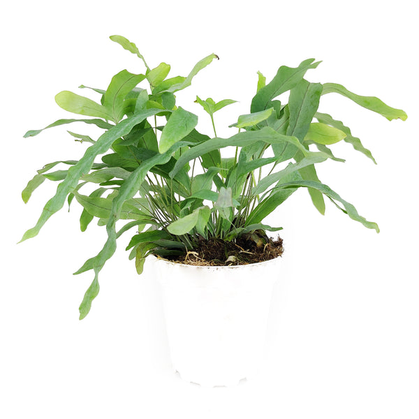 Blue Star Fern (Phlebodium aureum) - Blue Star Fern Care Tips