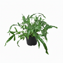 buy blue star fern live houseplant 4" pot nursery pot online, distinctive cool blue-gray fronds with a soft almost velvety surface, gracefully arching lobed leaves growing from a spreading central base, suitable for terrariums hanging planters or decorative pots, humidity loving and non-toxic for pets and kids, adds a tropical bohemian charm to any interior, a versatile and thoughtful gift for any plant lover