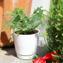 buy blue star fern live houseplant 4" pot nursery pot online, distinctive cool blue-gray fronds with a soft almost velvety surface, gracefully arching lobed leaves growing from a spreading central base, suitable for terrariums hanging planters or decorative pots, humidity loving and non-toxic for pets and kids, adds a tropical bohemian charm to any interior, a versatile and thoughtful gift for any plant lover