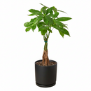 6" pot braided pachira stump money tree live plant for sale, rich forest green umbrella canopy, smooth palmate leaflets with pale midribs, architecturally woven trunk, pet friendly non-toxic tropical, thrives under office fluorescent light, elegant floor or corner statement plant, a timeless feng shui inspired gift for home or business