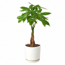 6" pot braided pachira stump money tree live plant for sale, rich forest green umbrella canopy, smooth palmate leaflets with pale midribs, architecturally woven trunk, pet friendly non-toxic tropical, thrives under office fluorescent light, elegant floor or corner statement plant, a timeless feng shui inspired gift for home or business