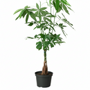 6" pot braided pachira stump money tree live plant for sale, rich forest green umbrella canopy, smooth palmate leaflets with pale midribs, architecturally woven trunk, pet friendly non-toxic tropical, thrives under office fluorescent light, elegant floor or corner statement plant, a timeless feng shui inspired gift for home or business