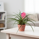 Wallisia Cyanea Pink Quill live plant 4in Grower Pot for Sale Online, Buy Bromeliad Tillandsia Cyanea plant for home office decor, Indoor plants with pink flowers, Easy maintenance Bromeliad houseplant