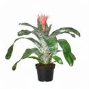 6 inch Bromeliad 'Silver Vase', buy live plants online, plant shops near me, Bromeliad 'Silver Vase' for sale, plant lovers gifts