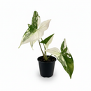 buy syngonium 'albo variegata' live houseplant 4" pot online, vivid white and green variegation on arrow-shaped leaves, climbing or trailing growth form with vining stems, rare cultivar of syngonium podophyllum, air-purifying tropical houseplant for bright indirect light spots, striking bohemian accent for shelves, desks, or plant walls, a coveted and cherished gift for collectors