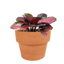 Calathea Rosy, Calathea Roseopicta, houseplants with pink foliage, Pink Calathea, colorful houseplants, Calathea Rosy care guide, buy Calathea Rosy online