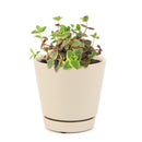 Calico Kitten Crassula - Crassula pellucida f. variegata