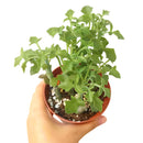 SENECIO Articulatus Candle Plant